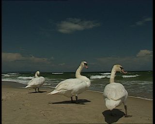 Link to Video | sea, German Democratic Republic, 1990, Baltic Sea, Ostseebad Göhren, eastern Germany
