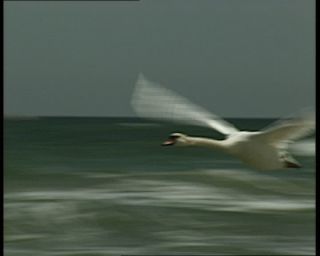 Link to Video | sea, German Democratic Republic, 1990, Baltic Sea, Ostseebad Göhren, eastern Germany