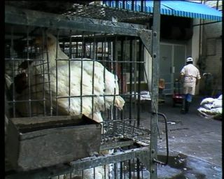 Link to Video | Chinatown, color, 1988, United States of America, North America, Los Angeles, California