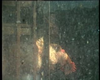 Link to Video | Chinatown, color, 1988, United States of America, North America, Los Angeles, California