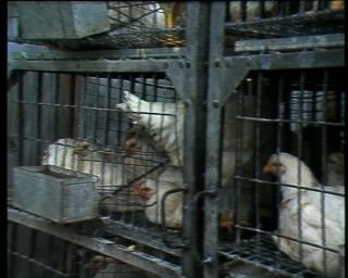 Link to Video | Chinatown, color, 1988, United States of America, North America, Los Angeles, California