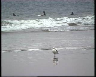 Link to Video | color, 1988, United States of America, North America, Manhattan Beach, California