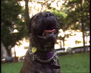 Link to Video | Big Apple, 1989, United States of America, New York City