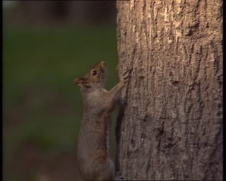 Link to Video | Big Apple, 1989, United States of America, New York City
