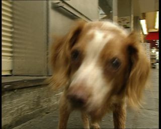 Link to Video | tourist destination, France, dog, megacity, metropolis, 1991, color, standard-definition television, 90s, 1990s, Europe, megalopolis, Betacam SP, Paris