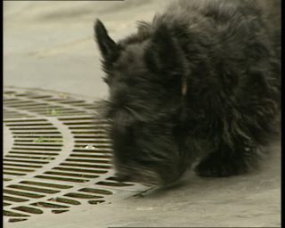 Link to Video | tourist destination, France, dog, megacity, metropolis, 1991, color, standard-definition television, 90s, 1990s, Europe, megalopolis, Betacam SP, Paris