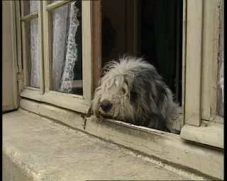 Link to Video | tourist destination, France, dog, megacity, metropolis, 1991, color, standard-definition television, 90s, 1990s, Europe, megalopolis, Betacam SP, Paris