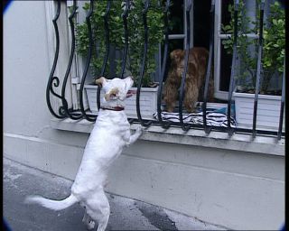 Link to Video | tourist destination, France, dog, megacity, metropolis, 1991, color, standard-definition television, 90s, 1990s, Europe, megalopolis, Betacam SP, Paris