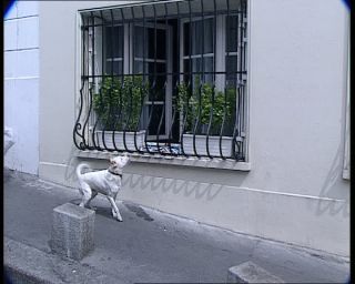 Link to Video | tourist destination, France, dog, megacity, metropolis, 1991, color, standard-definition television, 90s, 1990s, Europe, megalopolis, Betacam SP, Paris