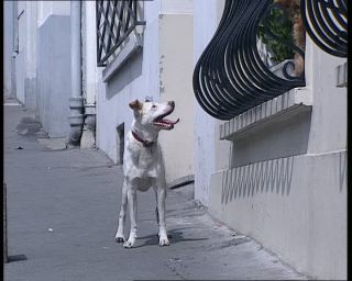 Link to Video | tourist destination, France, dog, megacity, metropolis, 1991, color, standard-definition television, 90s, 1990s, Europe, megalopolis, Betacam SP, Paris