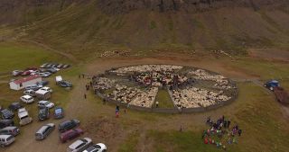Link to Video | agriculture, Segment, circle, Iceland, Scandinavia, color, Ovis, Viehwirtschaft, Europe, aerial shot, classification system, structure, animal husbandry