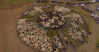 Link to Video | agriculture, Segment, circle, Iceland, Scandinavia, color, Ovis, Viehwirtschaft, Europe, aerial shot, classification system, structure, animal husbandry