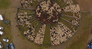 Link zum Video | Landwirtschaft, Segment, Kreis, Island, Skandinavien, Farbe, Schafe, Viehwirtschaft, Europa, Luftaufnahme, Klassifikation, Struktur, Tierhaltung