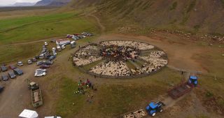 Link to Video | agriculture, Segment, circle, Iceland, Scandinavia, color, Ovis, Viehwirtschaft, Europe, aerial shot, classification system, structure, animal husbandry