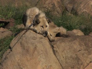 Link to Video | Greenland, Greenland