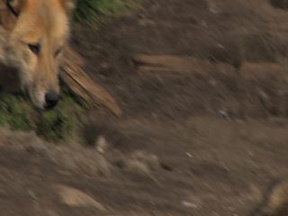 Link to Video | Greenland, Greenland