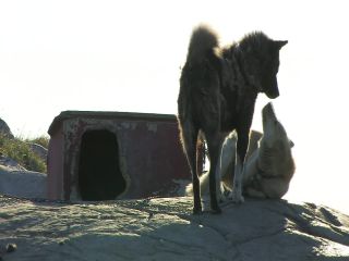 Link to Video | Greenland, Greenland
