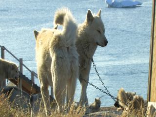 Link to Video | Greenland, Greenland