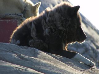 Link to Video | Greenland, Greenland
