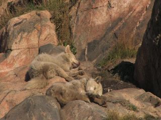 Link to Video | Greenland, Greenland