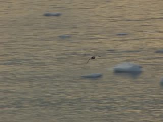 Link to Video | Greenland, Greenland