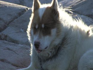 Link to Video | Greenland, Greenland
