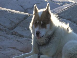 Link to Video | Greenland, Greenland