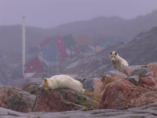Link to Video | Greenland, Greenland