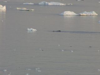 Link to Video | Greenland, Greenland
