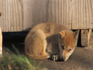 Link to Video | Greenland, Greenland