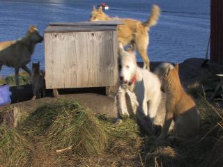 Link to Video | Greenland, Greenland