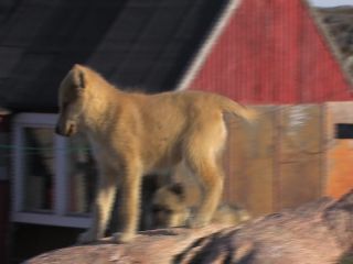 Link to Video | Greenland, Greenland