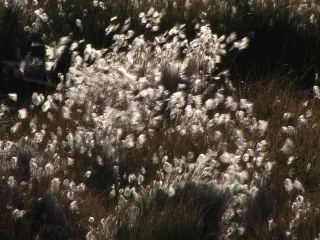 Link to Video | Greenland, Greenland