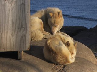 Link to Video | Greenland, Greenland