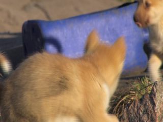 Link to Video | Greenland, Greenland