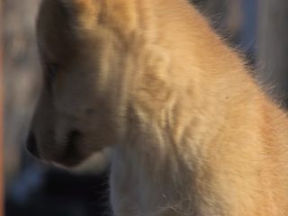 Link to Video | Greenland, Greenland