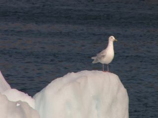 Link to Video | Greenland, Greenland