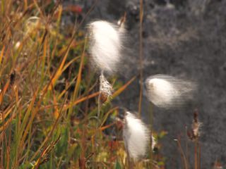 Link to Video | landscape, Greenland, Greenland, Kingdom of Denmark, nature