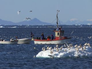 Link to Video | Greenland, Greenland