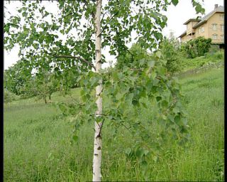 Link to Video | Dichter, Follebu, Norway, 1993, Scandinavia, color, standard-definition television, 90s, museum, 1990s, Nobel Prize in Literature, Bjørnstjerne Bjørnson, Gausdal, poet, Aulestad, Betacam SP