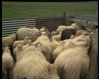 Link to Video | Iceland, 1990, Scandinavia, color, Northern Europe, Europe