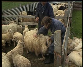 Link to Video | Iceland, 1990, Scandinavia, color, Northern Europe, Europe