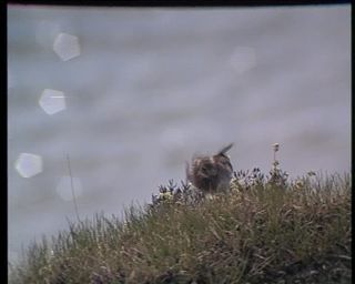 Link to Video | Iceland, 1990, Scandinavia, color, Northern Europe, Europe