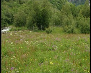 Link to Video | Norway, Scandinavia, Briksdalsbreen