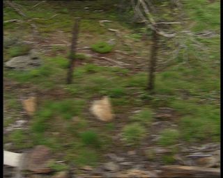 Link to Video | Norway, Scandinavia, Flåm Line