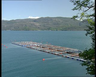 Link to Video | Norway, 1993, Scandinavia, standard-definition television, 90s, 1990s, fjord, Hardangerfjord