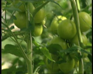 Link to Video | Norway, Scandinavia, 1990s