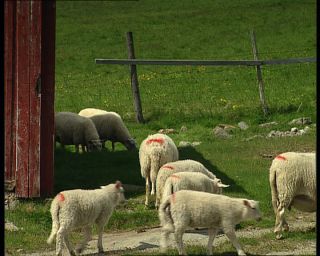 Link to Video | Norway, Scandinavia