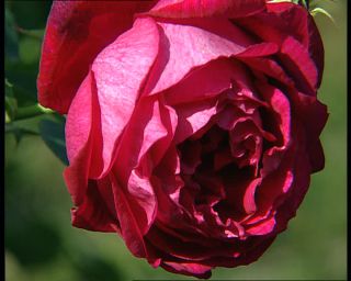 Link to Video | Norway, Scandinavia