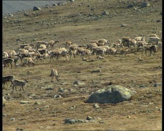 Link to Video | Norway, Scandinavia